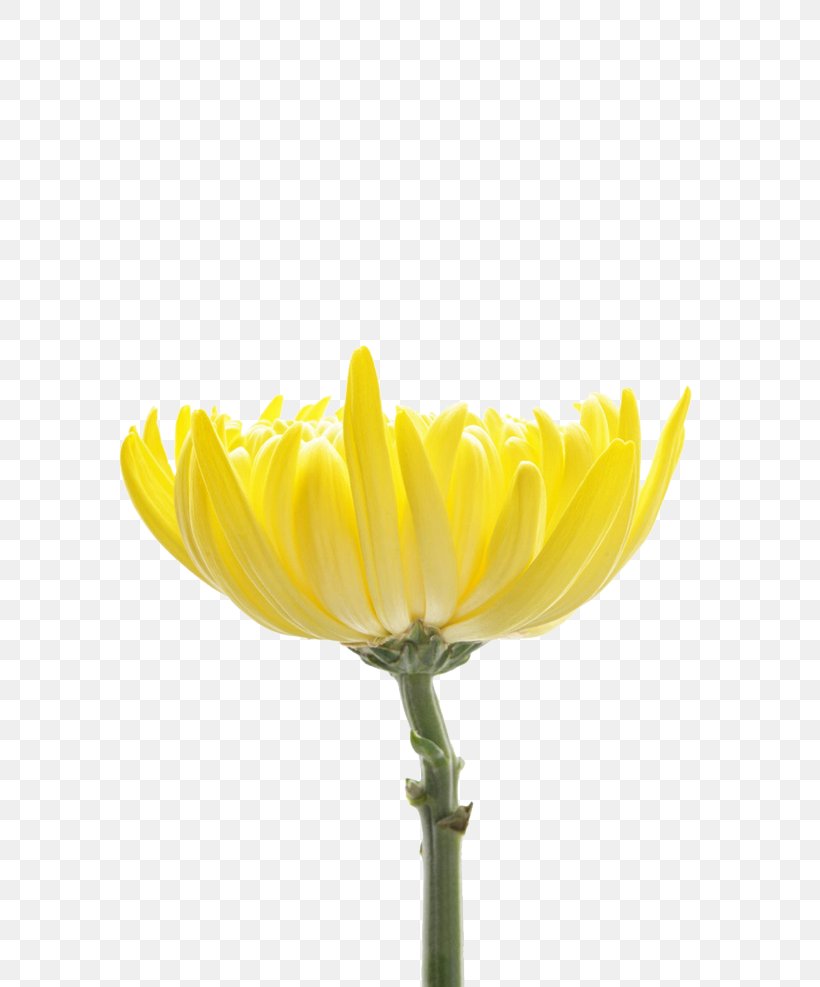 Chrysanthemum Indicum Petal Flower Chrysanthemum Tea Designer, PNG, 658x987px, Chrysanthemum Indicum, Chrysanthemum, Chrysanthemum Tea, Chrysanths, Cut Flowers Download Free