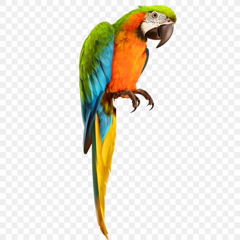 Parrot Macaw Bird Vector Graphics, PNG, 1024x1024px, Parrot, Beak, Bird, Blueandyellow Macaw, Budgie Download Free