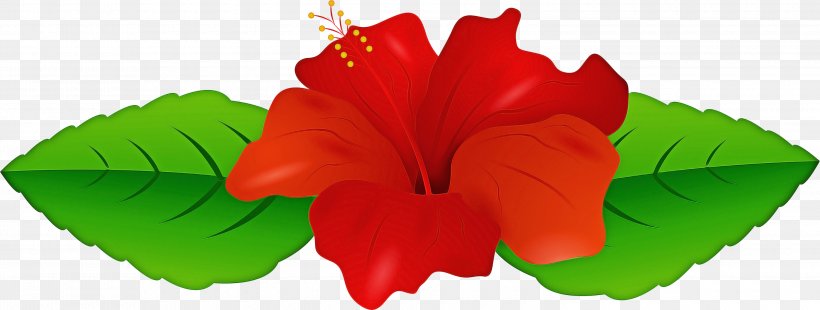 Red Flower, PNG, 3000x1137px, Rosemallows, Chinese Hibiscus, Flower, Hawaiian Hibiscus, Hibiscus Download Free