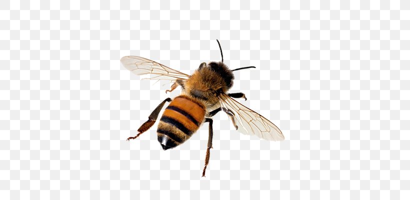 Western Honey Bee Insect Beehive Tawny Mining Bee, PNG, 700x400px, Western Honey Bee, Andrena, Arthropod, Bee, Beehive Download Free