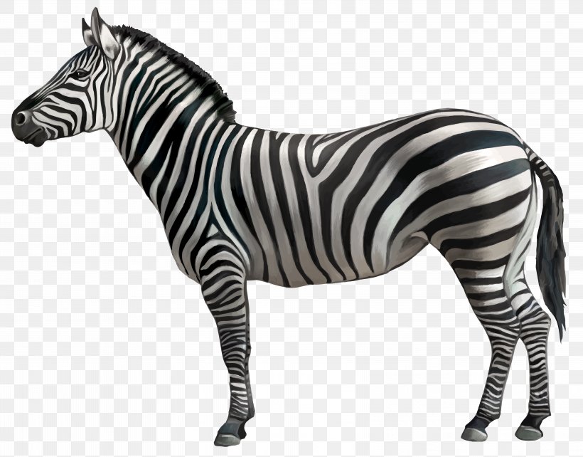 Zebra Clip Art, PNG, 6489x5085px, Zebra, Black And White, Horse Like Mammal, Mammal, Mane Download Free