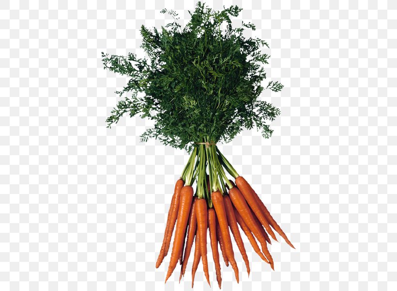 Baby Carrot, PNG, 440x600px, Carrot, Baby Carrot, Flowerpot, Food, Fruit Download Free