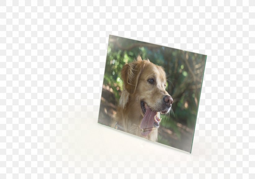 Dog Breed Puppy Snout Picture Frames, PNG, 850x600px, Dog Breed, Breed, Crossbreed, Dog, Dog Like Mammal Download Free