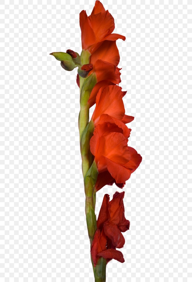 Gladiolus Cut Flowers Hyacinth Plant Stem, PNG, 399x1200px, Gladiolus, Blog, Blogger, Cut Flowers, Flora Download Free