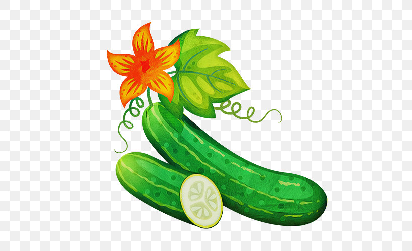 Green Cucumber Cucumis Plant Cucumber, Gourd, And Melon Family, PNG, 500x500px, Green, Cucumber, Cucumber Gourd And Melon Family, Cucumis, Flower Download Free