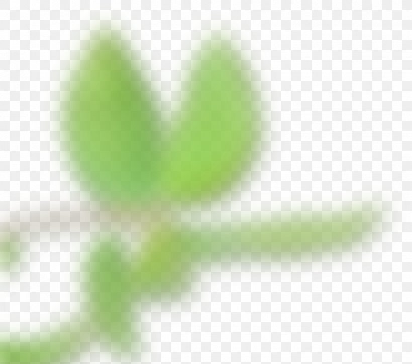 Leaf Desktop Wallpaper Close-up Plant Stem, PNG, 1028x907px, Leaf, Close Up, Closeup, Computer, Grass Download Free