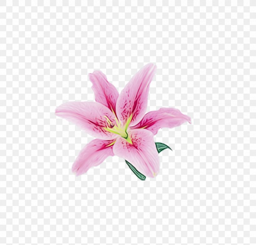 Lily Pink Flower Image, PNG, 1859x1780px, Lily, Amaryllis Belladonna, Color, Crinum, Cut Flowers Download Free