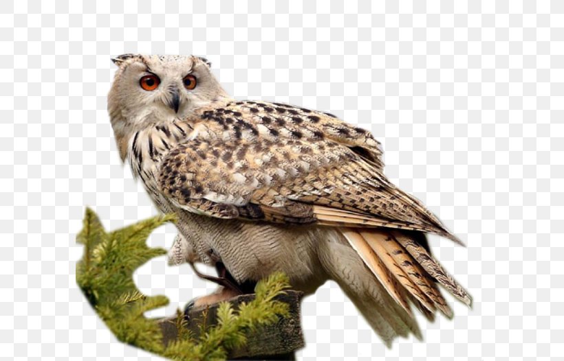 Little Owl Bird, PNG, 600x526px, Owl, Animal, Beak, Bird, Bird Of Prey Download Free