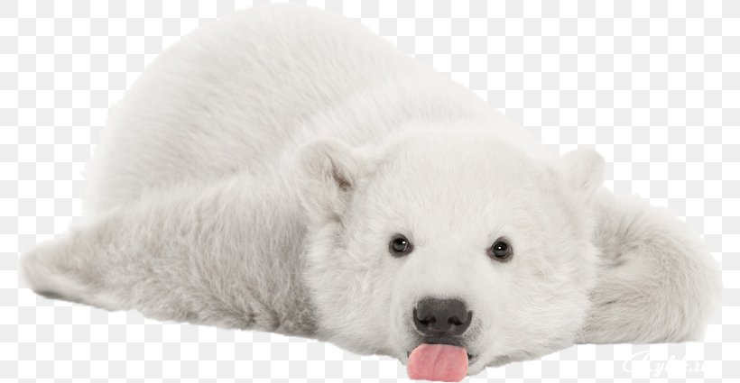 Polar Bear Cubs Giant Panda Stock Photography Royalty-free, PNG, 790x425px, Polar Bear, Animal, Bear, Bears, Carnivoran Download Free