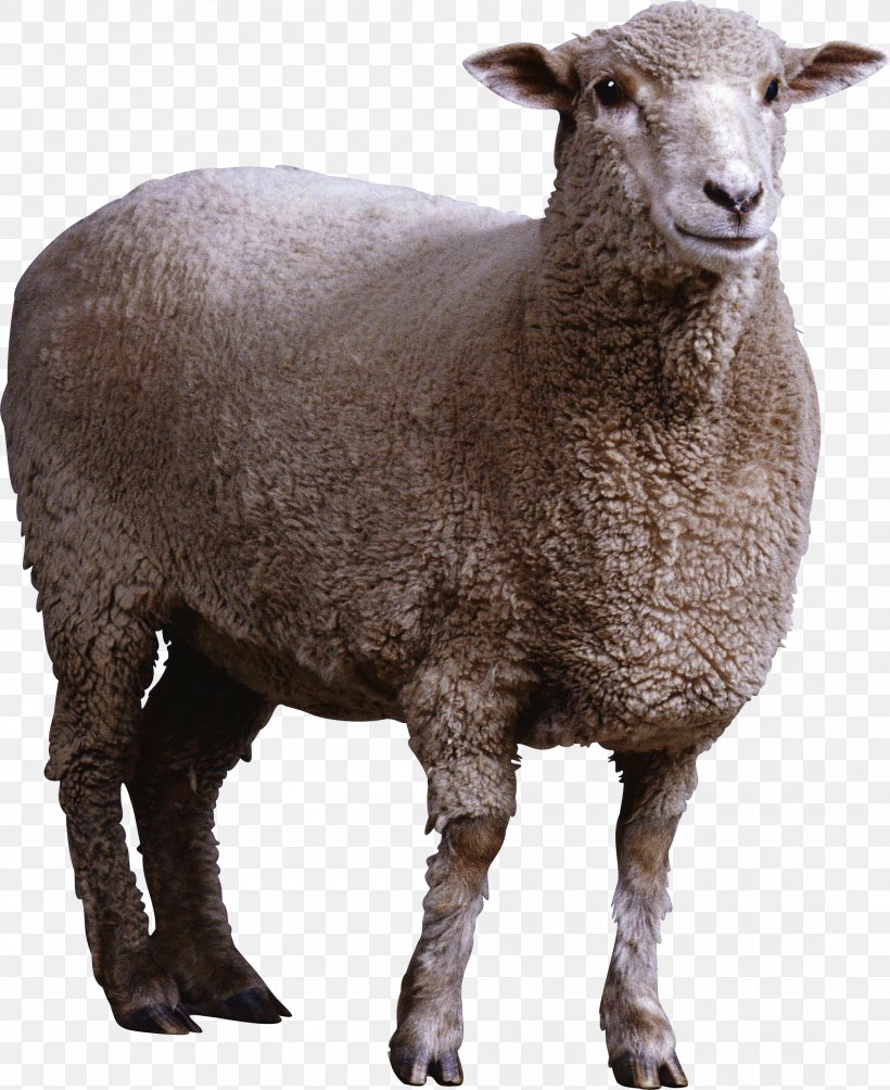 Sheep Wiki Computer File, PNG, 2204x2700px, Sheep, Cow Goat Family, Dots Per Inch, Fur, Goat Antelope Download Free