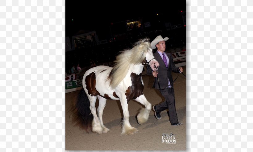 Stallion Gypsy Horse Pony Bridle Horse Show, PNG, 966x583px, Stallion, Bridle, Fur, Germantown, Gypsy Horse Download Free