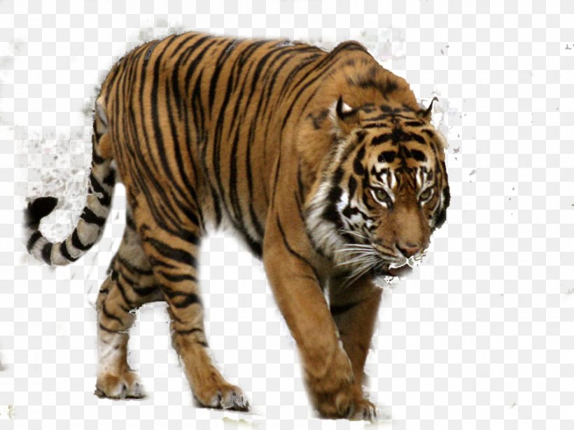 Tiger Leopard PhotoScape, PNG, 900x675px, Bengal Tiger, Big Cat, Big Cats, Black Tiger, Carnivoran Download Free