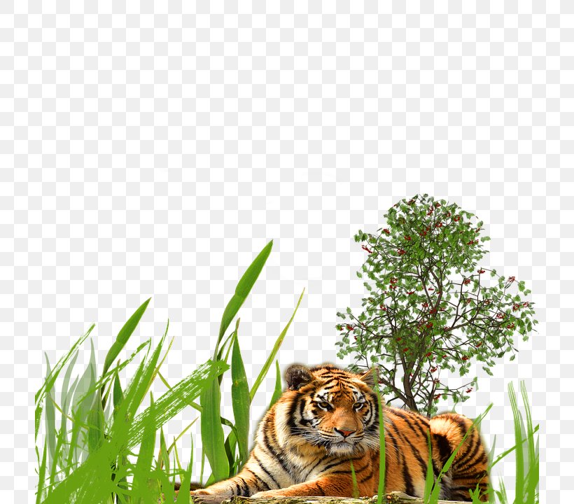 Tiger Wildlife Cat, PNG, 720x720px, Tiger, Animal, Big Cat, Big Cats, Carnivoran Download Free