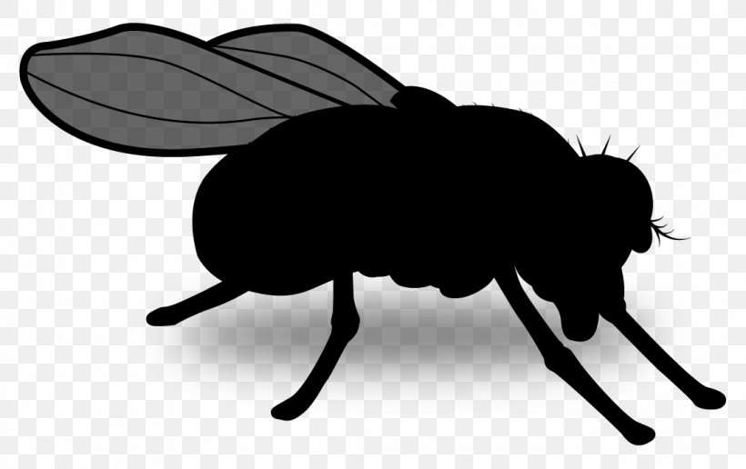 Beetle Clip Art Silhouette Pollinator Insect, PNG, 1085x684px, Beetle, Animation, Arthropod, Black, Black M Download Free