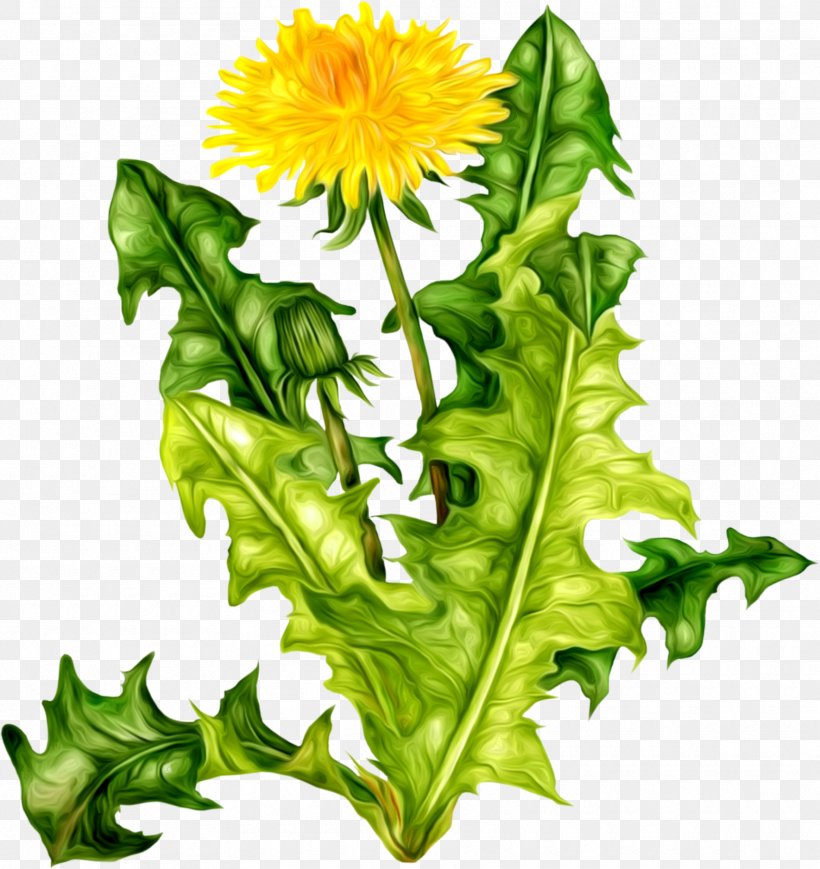 Flower Icon Dandelion Clip Art, PNG, 1770x1876px, Flower, Archive File, Camera, Daisy Family, Dandelion Download Free