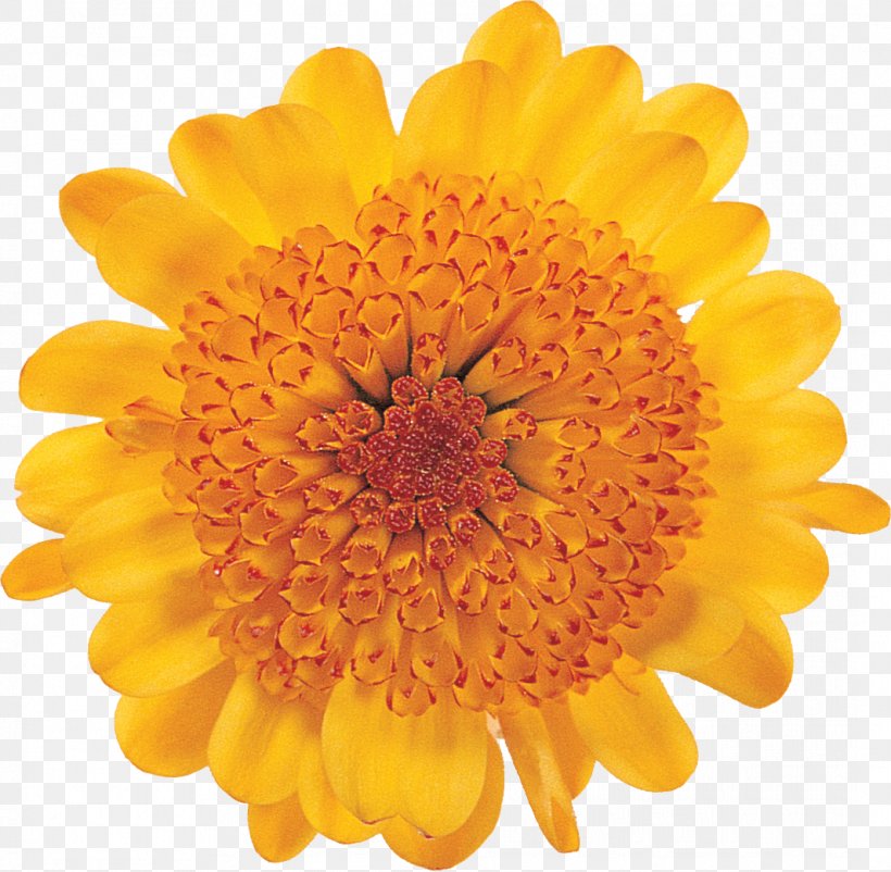 Transvaal Daisy Stock Photography Royalty-free, PNG, 1065x1042px, Transvaal Daisy, Calendula, Chrysanthemum, Chrysanths, Common Daisy Download Free