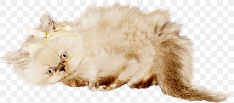 Whiskers Kitten Cat, PNG, 1311x579px, Whiskers, Carnivoran, Cat, Cat Like Mammal, Dog Like Mammal Download Free
