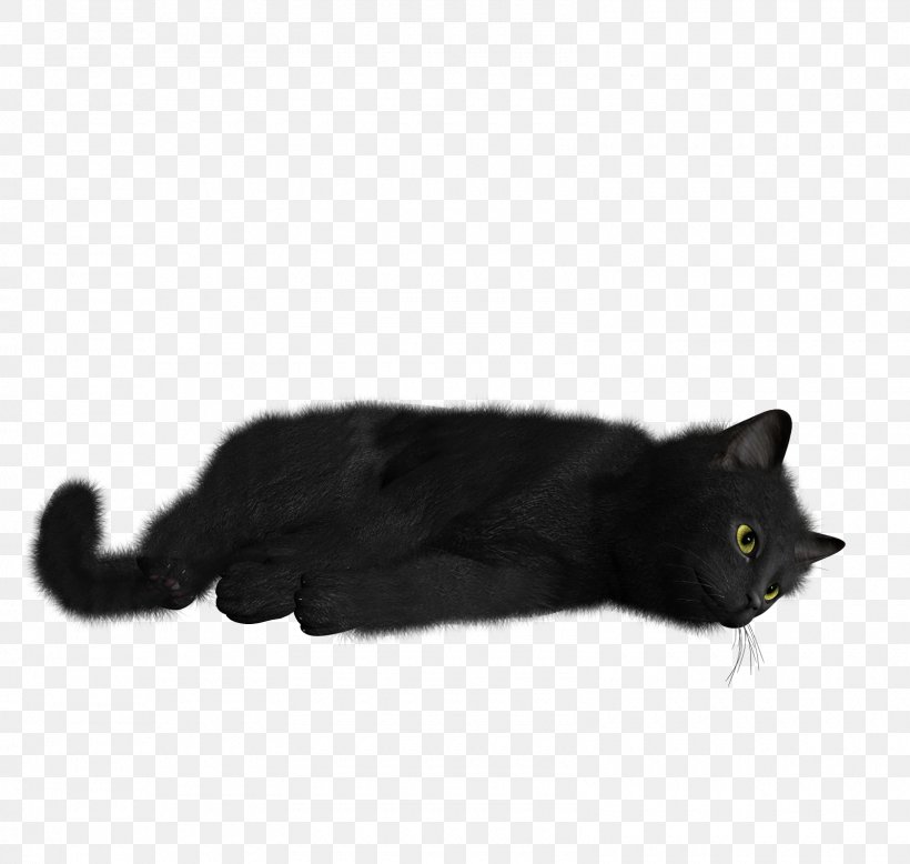 Black Cat Kitten Desktop Wallpaper, PNG, 1600x1520px, Cat, Black, Black Cat, Bombay, Carnivoran Download Free
