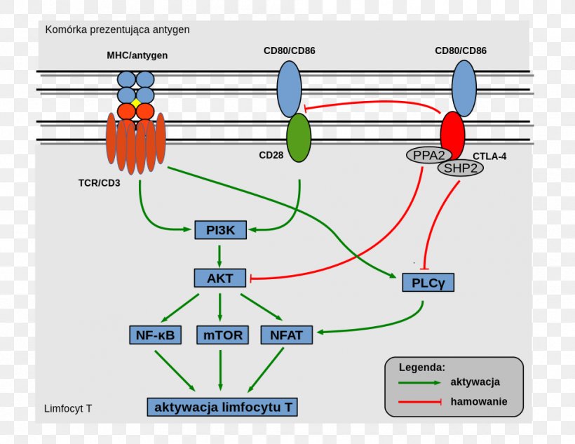 CTLA-4 T-cell Receptor Cell Signaling T Cell CD80, PNG, 990x765px, Tcell Receptor, Antigen, Area, Cell, Cell Signaling Download Free