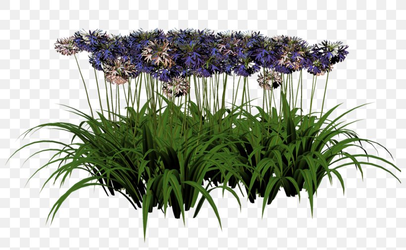 Cut Flowers Floristry Flowerpot Flowering Plant, PNG, 800x505px, Cut Flowers, Floristry, Flower, Flowering Plant, Flowerpot Download Free