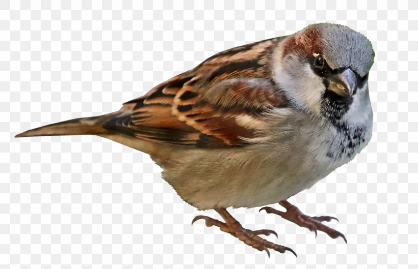 Feather, PNG, 2560x1652px, House Sparrow, American Sparrows, Beak, Brambling, Feather Download Free