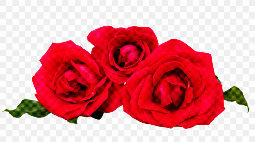 Garden Roses, PNG, 2676x1496px, Flower, Floribunda, Garden Roses, Hybrid Tea Rose, Petal Download Free