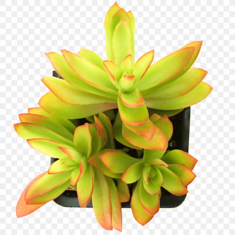 Succulent Plant Crassula Capitella Echeveria Jade Plant, PNG, 1024x1024px, Succulent Plant, Bryophyllum Daigremontianum, Crassula Falcata, Drought Tolerance, Echeveria Download Free