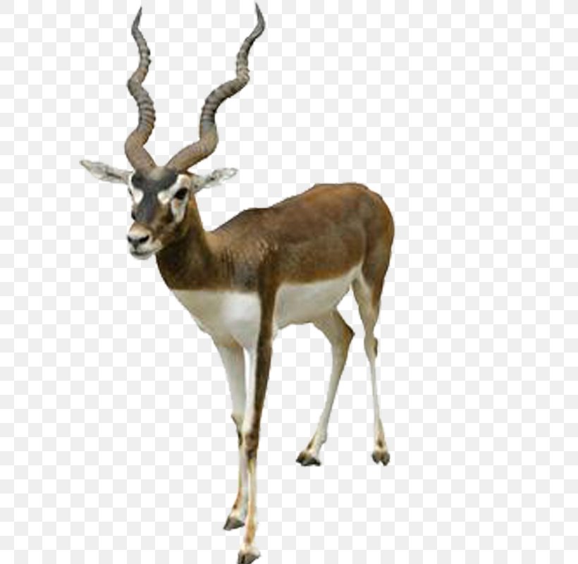 Antelope Blackbuck Stock Photography Royalty-free, PNG, 800x800px, Antelope, Antler, Arabian Oryx, Blackbuck, Bovid Download Free