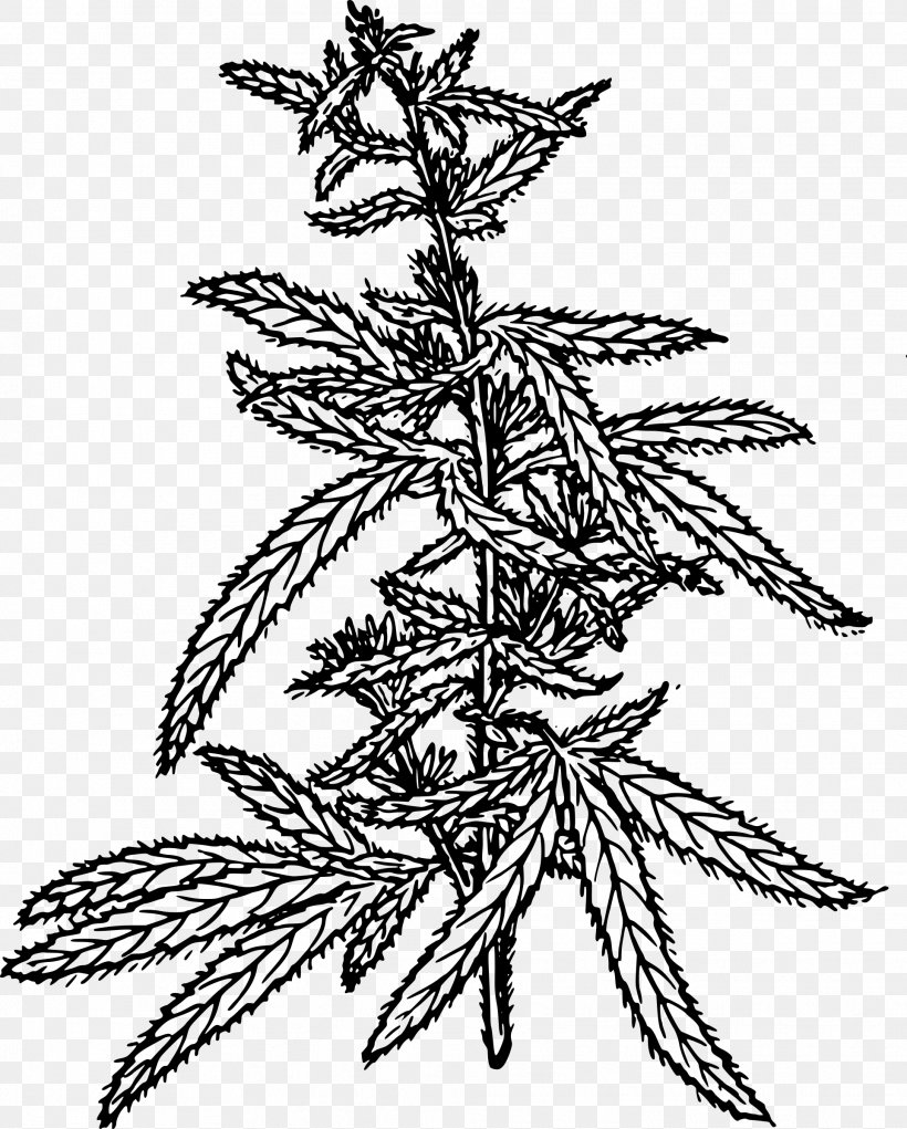 Cannabis Sativa Marijuana Hemp, PNG, 1926x2400px, Cannabis Sativa, Art, Black And White, Botany, Branch Download Free