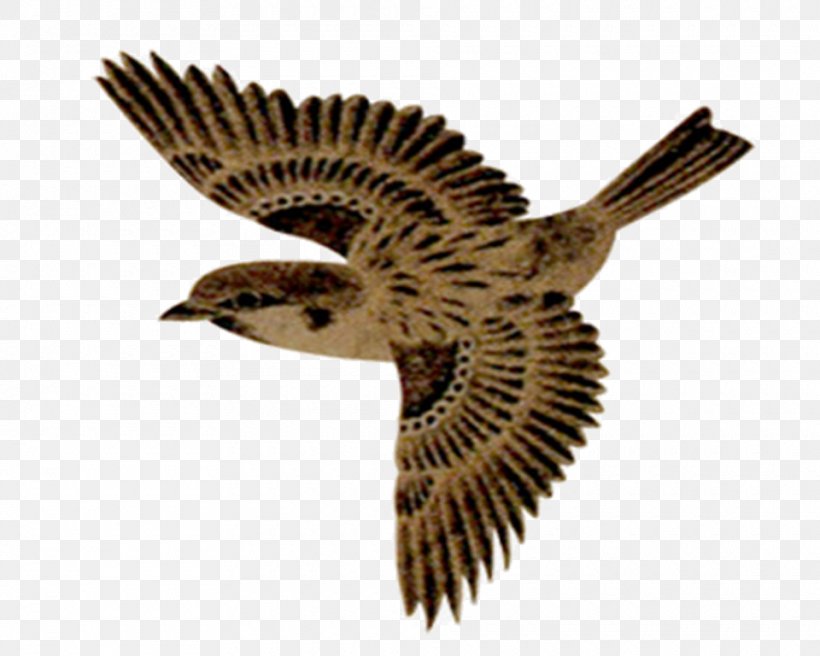 House Sparrow Bird Image Adobe Photoshop, PNG, 960x768px, House Sparrow, Beak, Bird, Bird Of Prey, Eagle Download Free