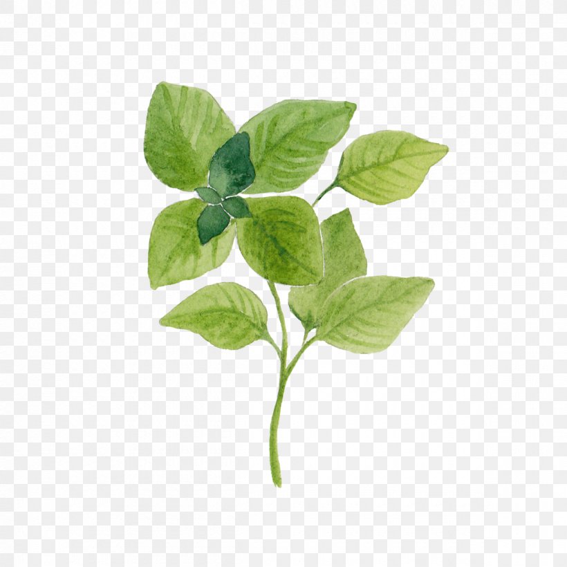 University Of Science And Technology Of China Herb Clip Art Basil, PNG, 1200x1200px, Herb, Basil, Condiment, Data, Leaf Download Free