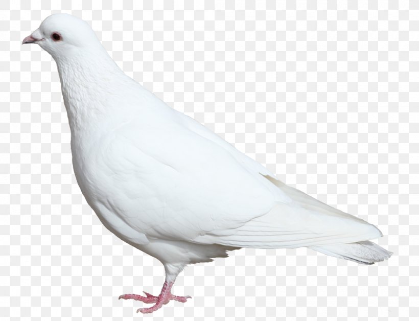 Domestic Pigeon Columbidae Bird Clip Art, PNG, 1000x767px, Domestic Pigeon, Beak, Bird, Clipping Path, Columbidae Download Free