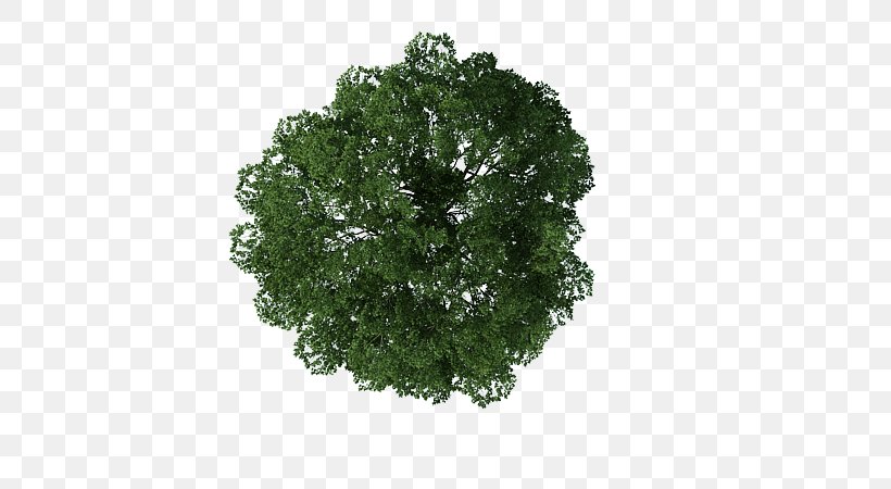 Leaf Vegetable, PNG, 600x450px, Leaf Vegetable, Grass, Leaf, Plant, Tree Download Free