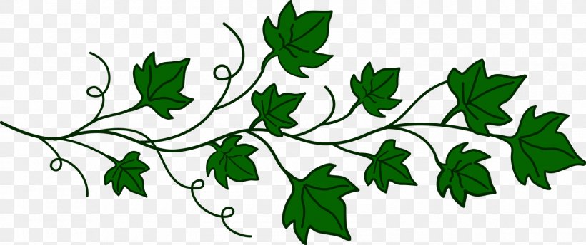 Vine Ivy Clip Art, PNG, 1600x672px, Vine, Art, Branch, Color, Flora Download Free