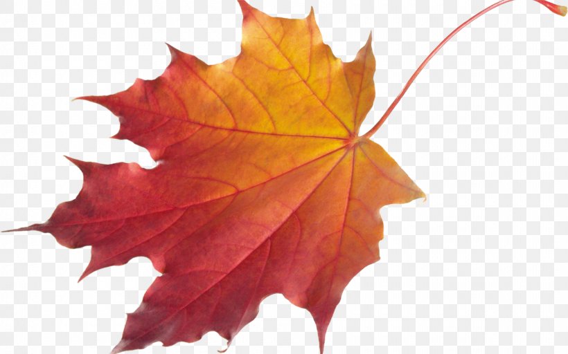 Autumn Leaf Color Desktop Wallpaper Clip Art, PNG, 1920x1200px, Autumn Leaf Color, Autumn, Document, Image Resolution, Leaf Download Free