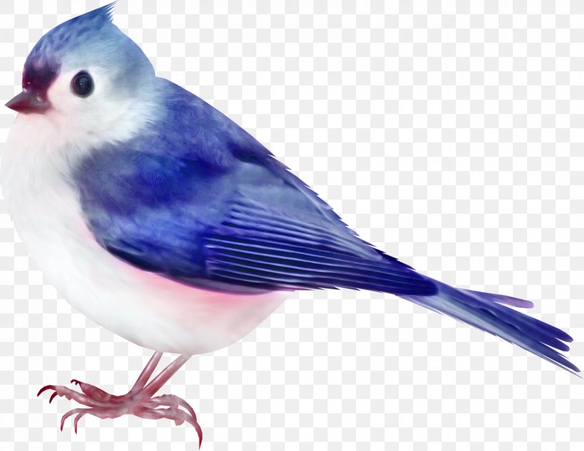 Bird Color Clip Art, PNG, 1700x1314px, Bird, Beak, Blue, Bluebird, Color Download Free