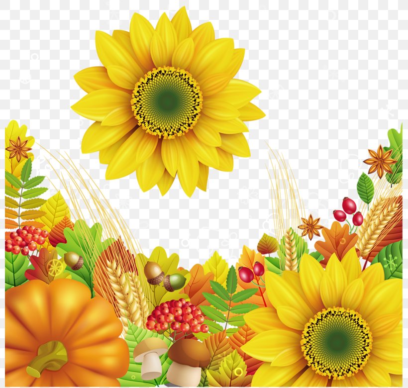 Clip Art, PNG, 800x780px, Rar, Chrysanths, Cut Flowers, Daisy Family, Floral Design Download Free