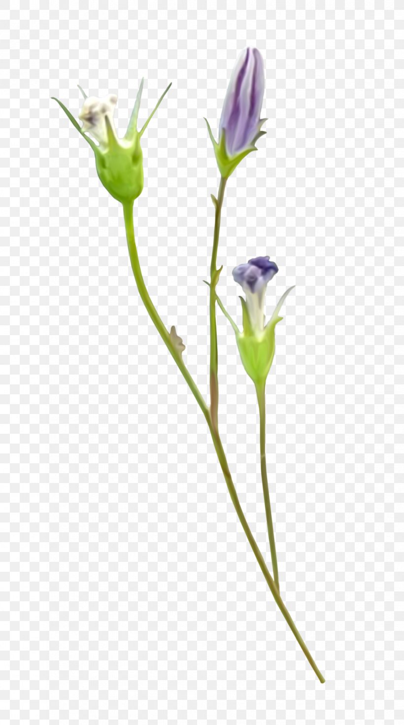 Flower Drawing Painting, PNG, 1134x2035px, Flower, Branch, Bud, Cut Flowers, Drawing Download Free