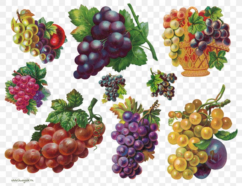 Fruit Auglis Painting Clip Art, PNG, 2300x1768px, Fruit, Auglis, Berry, Blackberry, Boysenberry Download Free