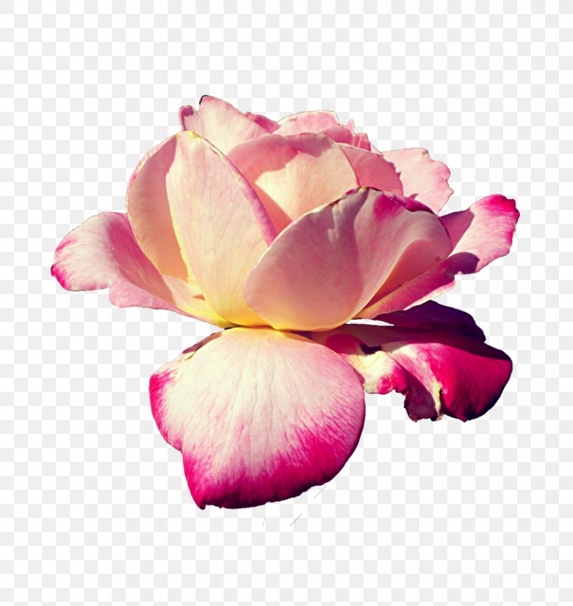 Pink Flowers Centifolia Roses Rendering, PNG, 852x900px, Flower, Centifolia Roses, Close Up, Cut Flowers, Deviantart Download Free