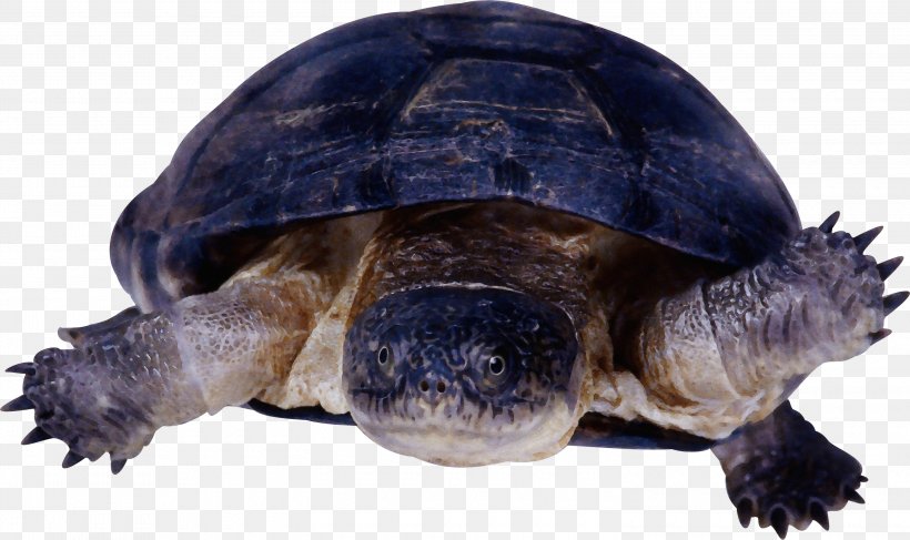 Tortoise Turtle Pond Turtle Galápagos Tortoise Reptile, PNG, 3000x1784px, Watercolor, Box Turtle, Chelonoidis, Common Snapping Turtle, Kinosternidae Download Free