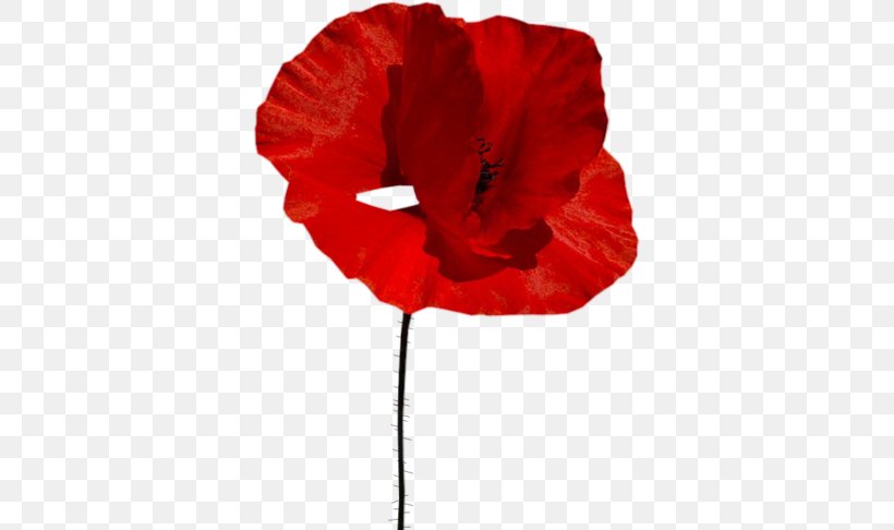 Common Poppy Flower Clip Art, PNG, 355x486px, Poppy, Blog, Common Poppy, Coquelicot, Digital Image Download Free