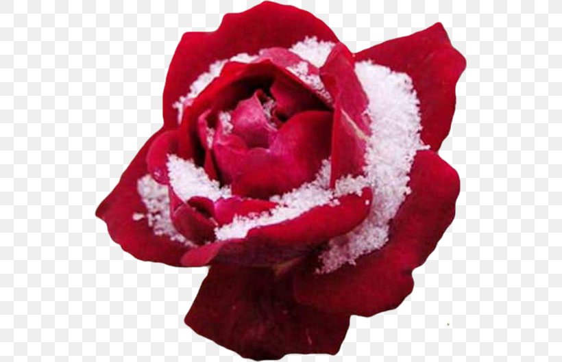 Lo, How A Rose E'er Blooming Winter Desktop Wallpaper Flower, PNG, 543x529px, Rose, Blue, Blue Rose, Color, Cut Flowers Download Free