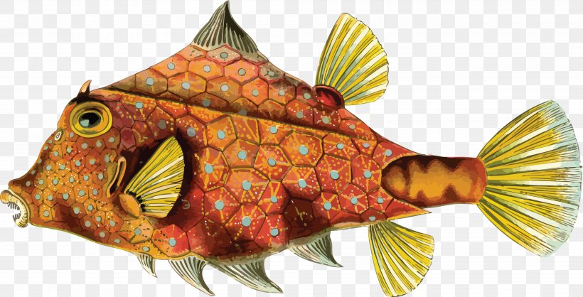 Art Forms In Nature Biologist Tetrosomus Gibbosus Fish Rainbow Trout, PNG, 4000x2042px, Art Forms In Nature, Biologist, Biology, Drawing, Ernst Haeckel Download Free