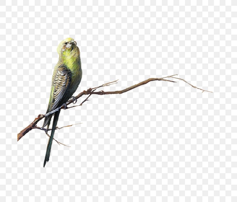 Bird Transparency And Translucency Clip Art, PNG, 700x700px, Bird, Beak, Camera Lens, Common Pet Parakeet, Computer Download Free