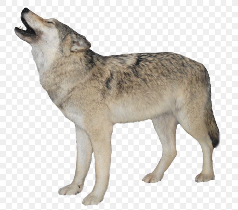Dog Desktop Wallpaper Clip Art, PNG, 768x723px, Dog, Alaskan Tundra Wolf, Arctic Wolf, Black Wolf, Canis Lupus Tundrarum Download Free