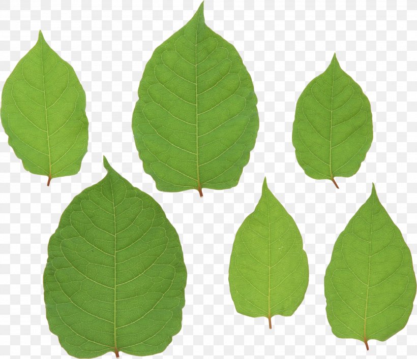 Leaf Fallopia Japonica Stock Photography, PNG, 2204x1902px, Leaf, Fallopia Japonica, Image File Formats, Knotweed, Microsoft Word Download Free