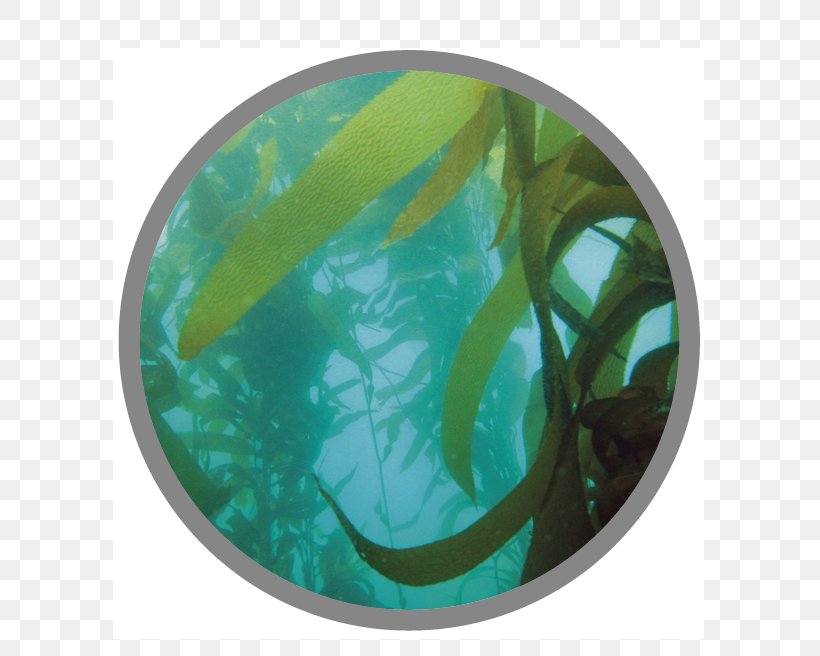 Macrocystis Pyrifera Seaweed Kelp Forest Algae Chromista, PNG, 669x656px, Macrocystis Pyrifera, Algae, Aqua, Brown Algae, Deepsea Tangle Download Free