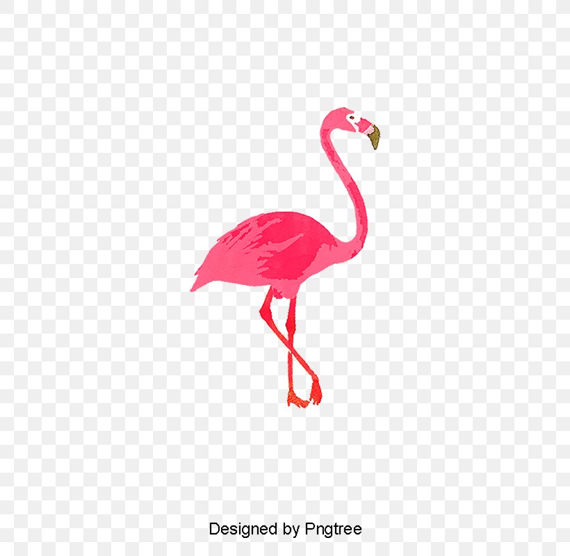 Stock Illustration Image Vector Graphics, PNG, 800x800px, Watercolor Painting, Beak, Bird, Cartoon, Flamingo Download Free