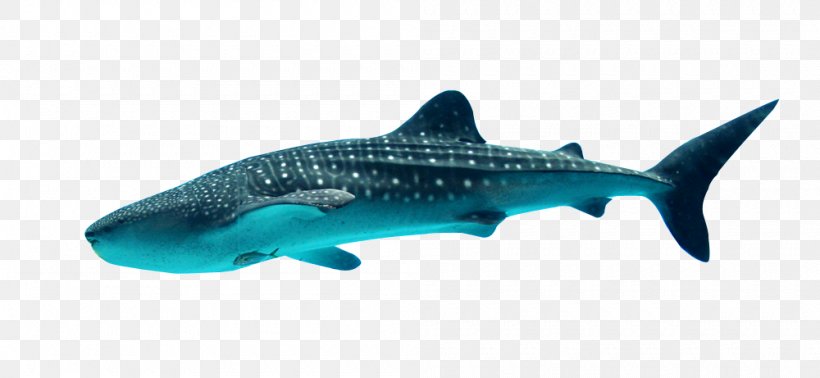 Whale Shark Georgia Aquarium Filter Feeder, PNG, 1000x461px, Shark, Animal, Animal Figure, Batoidea, Carcharhiniformes Download Free